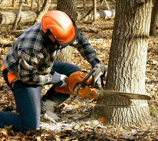 Tree Removal in Harmony, RI